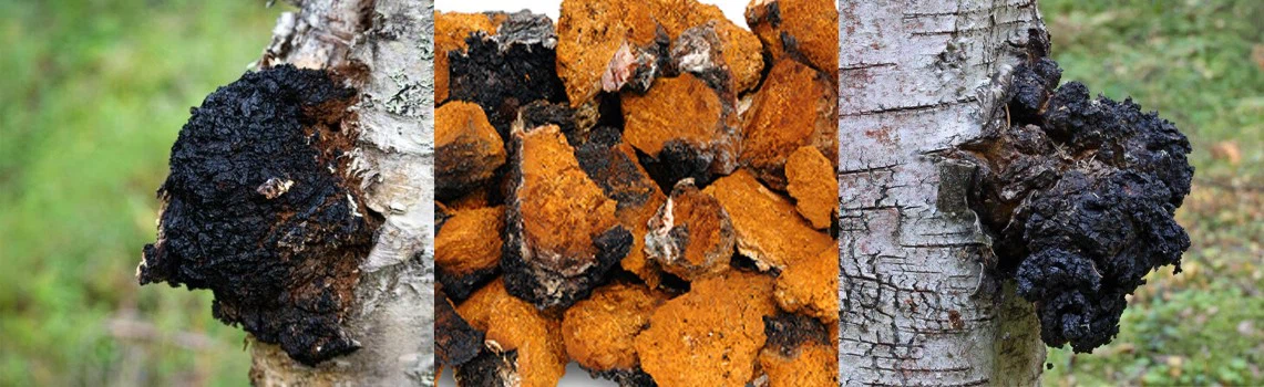 chaga mushroom extract2 chaga mushroom extract2